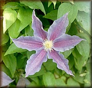 Clematis photograph