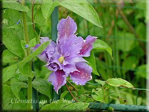 Clematis photograph