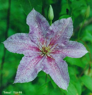 Clematis photograph