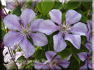 Clematis photograph