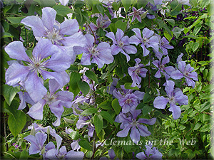 Clematis photograph