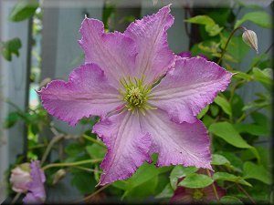 Clematis photograph