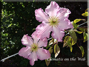 Clematis photograph