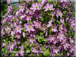 Clematis photograph