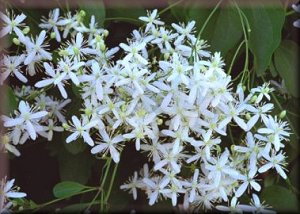 Clematis photograph