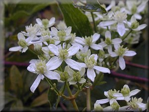 Clematis photograph