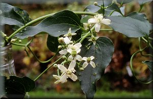 Clematis photograph