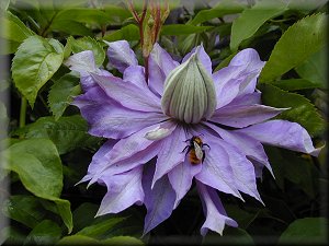 Clematis photograph