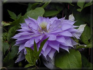 Clematis photograph