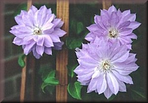 Clematis photograph