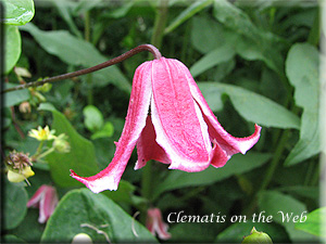 Clematis photograph