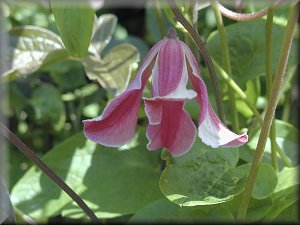 Clematis photograph