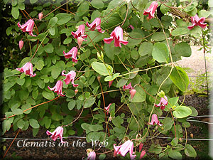 Clematis photograph