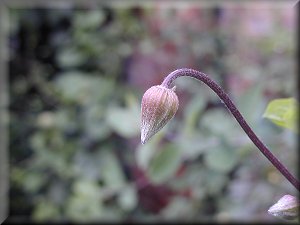 Clematis photograph