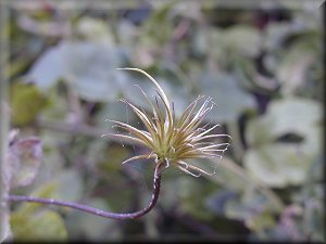 Clematis photograph