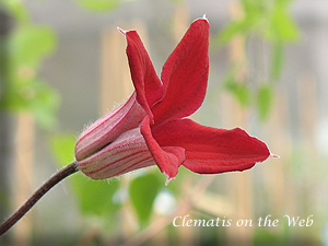 Clematis photograph