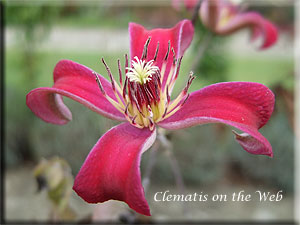 Clematis photograph