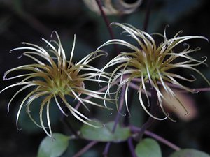 Clematis photograph