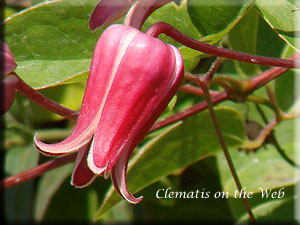 Clematis photograph