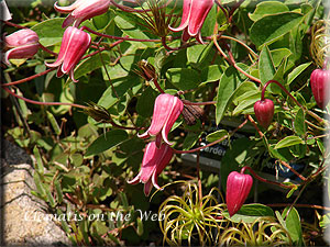 Clematis photograph