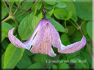 Clematis photograph