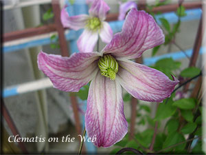 Clematis photograph