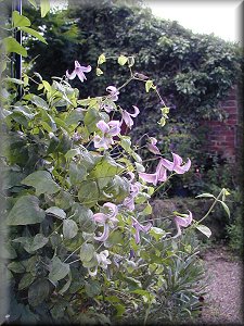 Clematis photograph