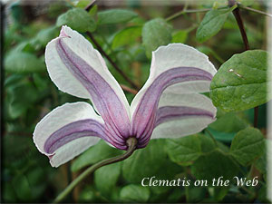 Clematis photograph