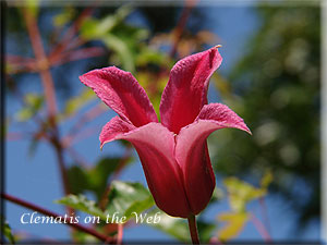 Clematis photograph