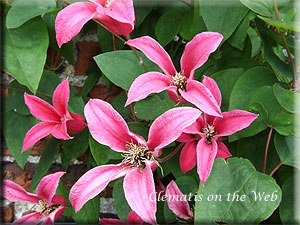 Clematis photograph