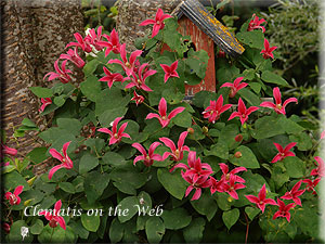 Clematis photograph