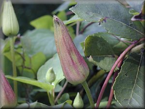 Clematis photograph