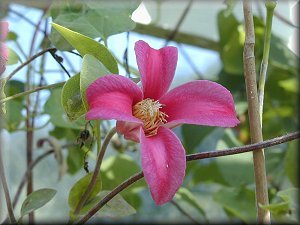 Clematis photograph