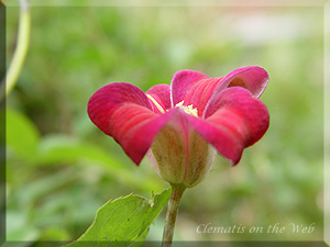 Clematis photograph