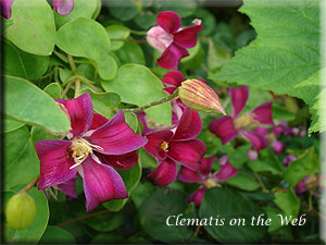 Clematis photograph