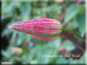 Clematis photograph