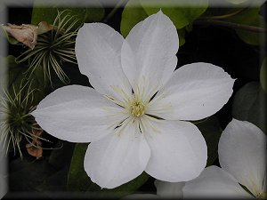 Clematis photograph