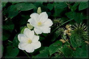 Clematis photograph