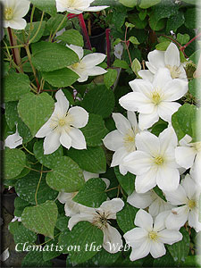 Clematis photograph