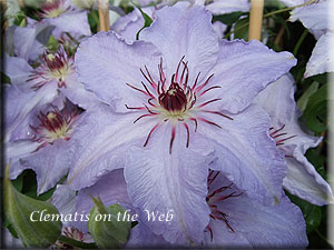 Clematis photograph