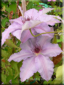 Clematis photograph