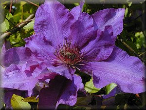 Clematis photograph