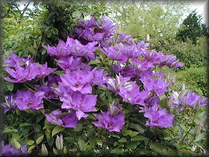 Clematis photograph