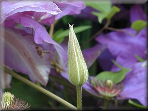 Clematis photograph