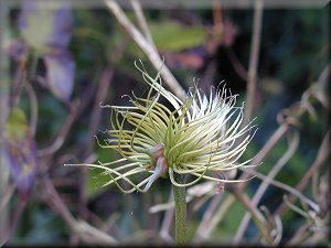 Clematis photograph