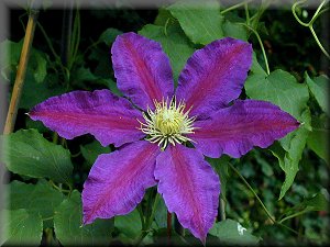 Clematis photograph