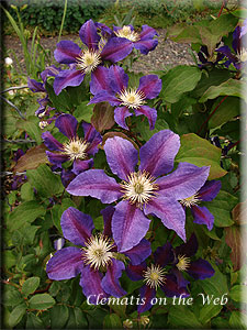 Clematis photograph