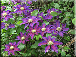 Clematis photograph