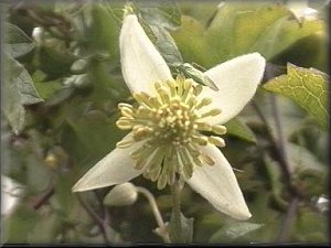 Clematis photograph