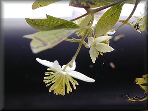 Clematis photograph